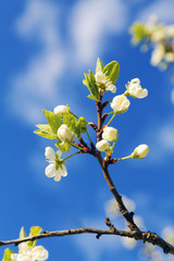 tree branch with flowers against the sky with clouds