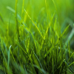 Green grass
