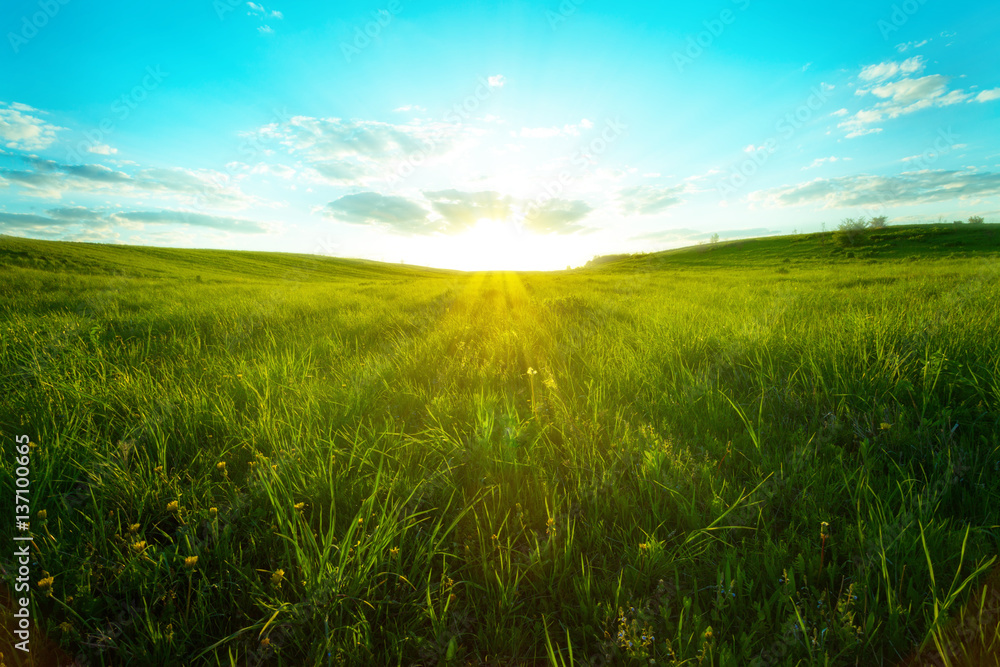 Sticker green meadow blue sky