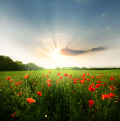 Field of poppies flowers