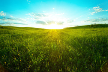 Fototapeta na wymiar Green meadow blue sky