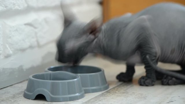 grey sphinx cat eating indoor