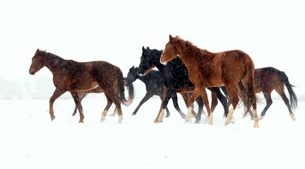 wild in the snow, a small herd of wild horses running through snowy landscape