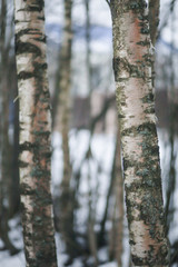 Fototapeta premium Brzoza w lesie