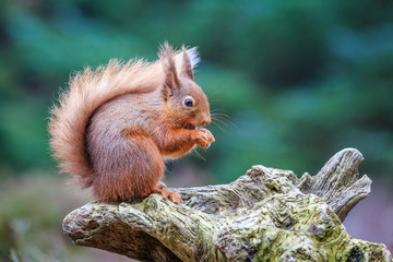 Red squirrel in woodland, County of Northumberland, England