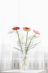 gerbera beautiful flowers on a white background.