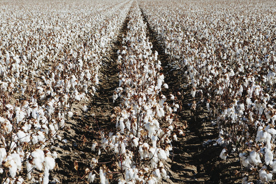 Large field of cotton, near Hatch, New Mexico