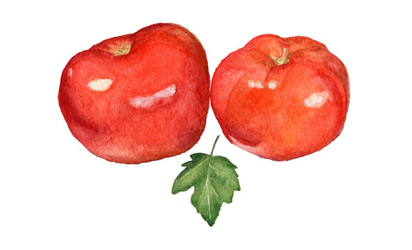 Watercolor illustration of red tomatoes