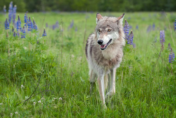 Naklejka na ściany i meble Grey Wolf (Canis lupus) Steps Forward With Ears Back