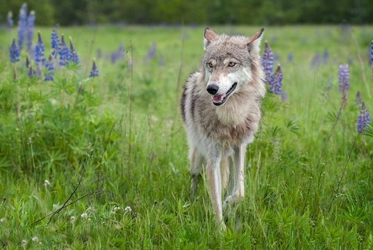 Grey Wolf (Canis lupus) Steps Forward With Ears Back