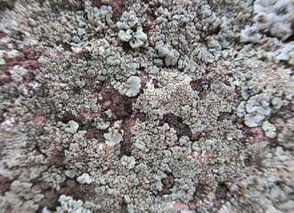 Close-up of lichen