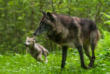 Grey Wolf (Canis lupus) and Pup Go Left