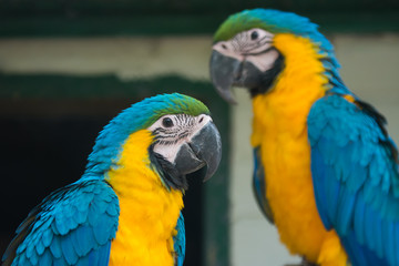 Breeding of exotic blue and yellow macaws in aviaries