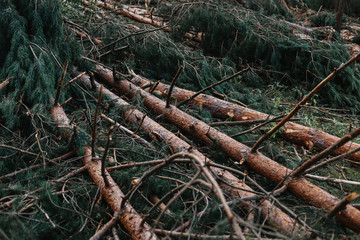 The broken trees after powerful hurricane