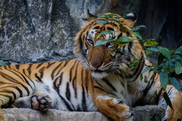 Tiger looking something.