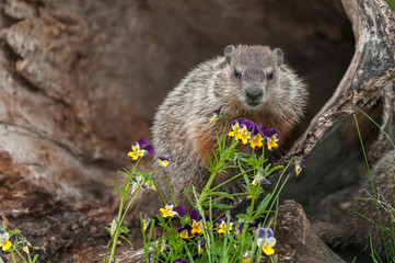 Naklejka na ściany i meble Young Woodchuck (Marmota monax) Looks Out From Behind Flowers
