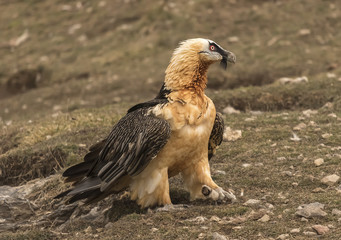 Buitre Quebrantahuesos