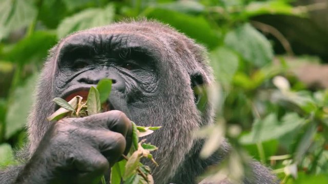 Big gorila eating leaves from branch. Nature video. 4K, 3840*2160, high bit rate, UHD