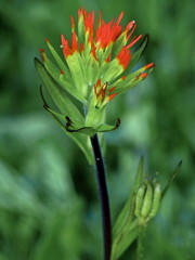 Indian Paintbrush bloom