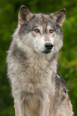 Naklejka na ściany i meble Grey Wolf (Canis lupus) Against Green