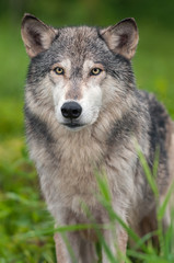 Fototapeta premium Grey Wolf (Canis lupus) Stands in Grass