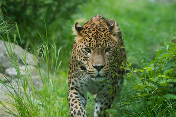 Leopard sneak and watch your surroundings