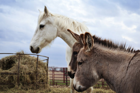 Horse And Donkeys Standing In Corral