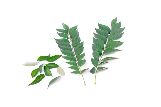 Curry Leaf isolated on white background