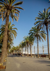 Obraz premium Seaside promenade in Badalona surrounded by palm trees under blue skies, Barcelona, Spain