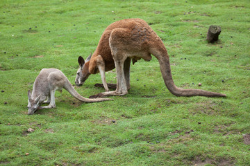 Red kangaroo (Macropus rufus) © Vladimir Wrangel