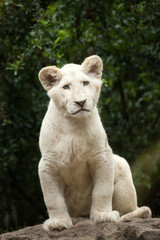 Fototapeta na wymiar White lion (Panthera leo krugeri).