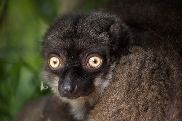 Female white-headed lemur (Eulemur albifrons)