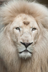White lion (Panthera leo krugeri).