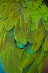 Obraz premium Green military macaw (Ara militaris)
