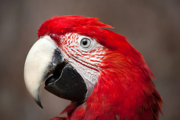 Green-winged macaw (Ara chloropterus)