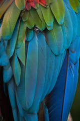 Green-winged macaw (Ara chloropterus)