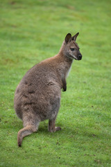 Red-necked wallaby (Macropus rufogriseus)