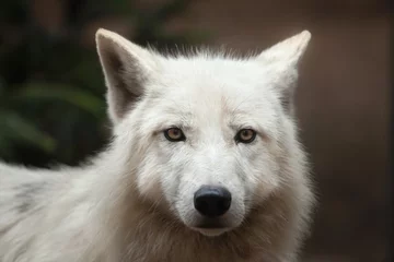 Crédence de cuisine en verre imprimé Loup Loup arctique (Canis lupus arctos)