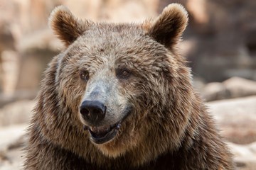 Naklejka na ściany i meble Eurasian brown bear (Ursus arctos arctos)