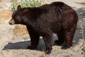 American black bear (Ursus americanus)