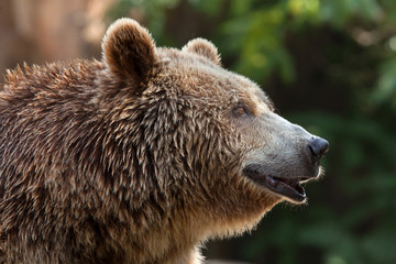 Obraz premium Eurasian brown bear (Ursus arctos arctos)