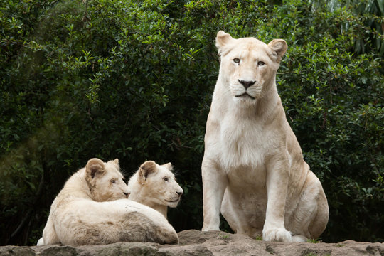 White lion (Panthera leo krugeri).