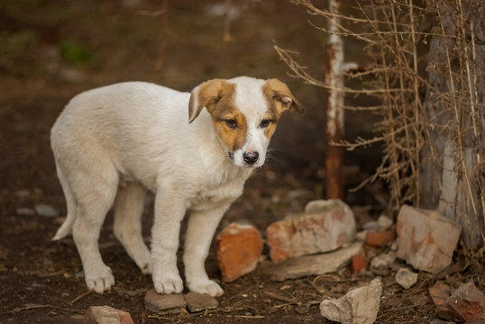 Brave stray puppy sitting waiting for the mom's return in sinister place