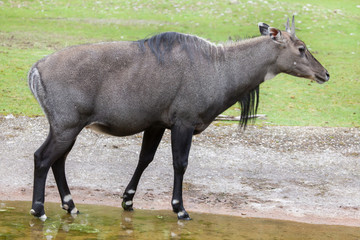 Obraz premium Nilgai (Boselaphus tragocamelus)