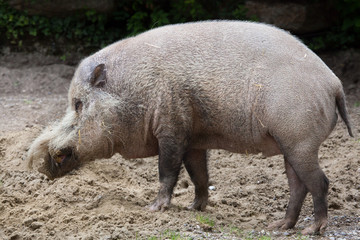Naklejka na ściany i meble Bornean bearded pig (Sus barbatus)