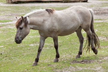Heck horse (Equus ferus caballus)