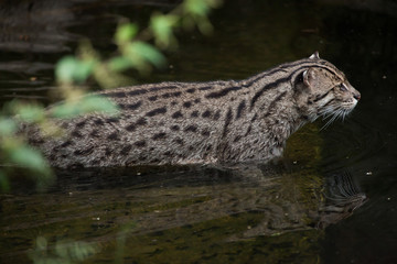 Fishing cat (Prionailurus viverrinus).