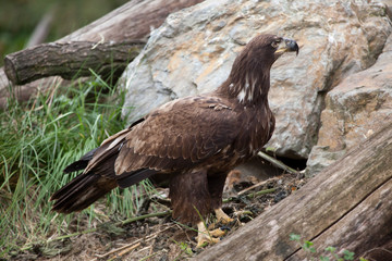 Female bald eagle (Haliaeetus leucocephalus).