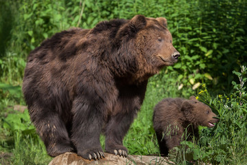 Fototapeta na wymiar Kamchatka brown bear (Ursus arctos beringianus)