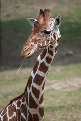 Reticulated giraffe (Giraffa camelopardalis reticulata).